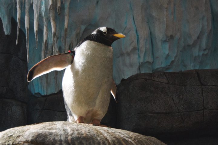 Hebben pinguïns knieën? + meer leuke weetjes over pinguïns